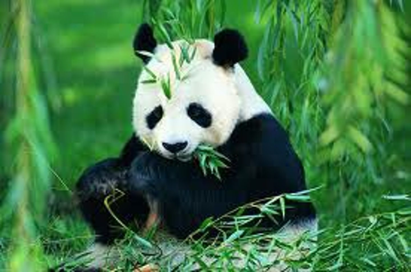 <p>xióng māo - gấu trúc</p>