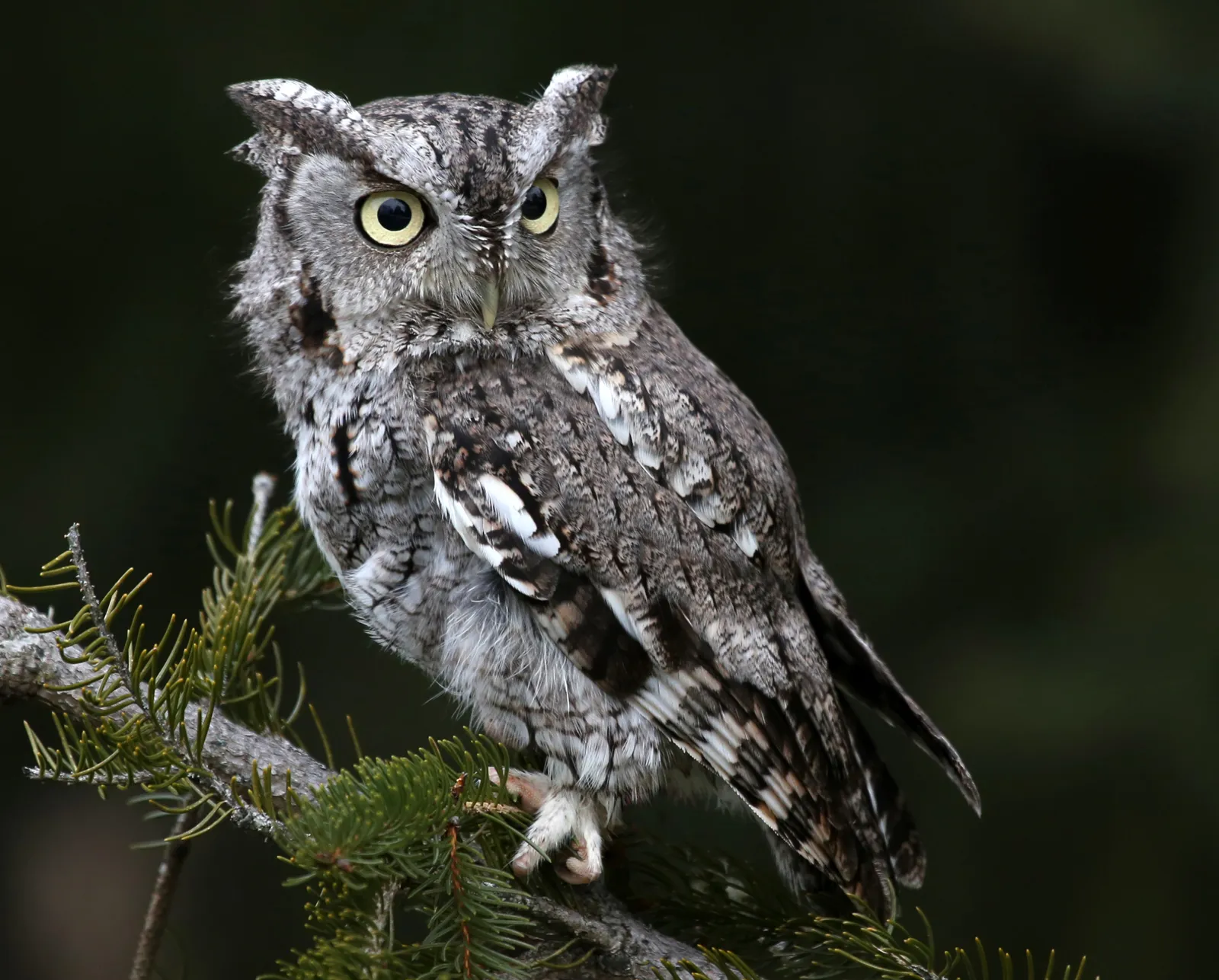 <p>Small, stocky owl with large head and no neck</p><p>pointed ear tufts are often raised</p><p>Varies in color from gray to bright rufous, yellow eyes</p><p>Found in variety of habitats with trees, particularly near water</p>
