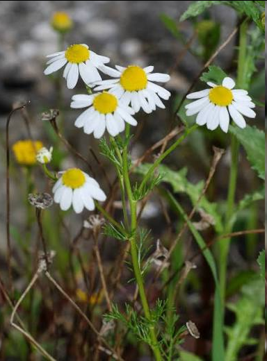 <p>This branching annual plant grows about 20 cm to 45 cm tall and features deeply divided, fern-like, pale green foliage. It produces single, daisy-like flower heads (2 cm to 3 cm wide) with white petals surrounding a raised, bright yellow center. Unlike some relatives, it lacks a strong, sweet herbal scent.</p>