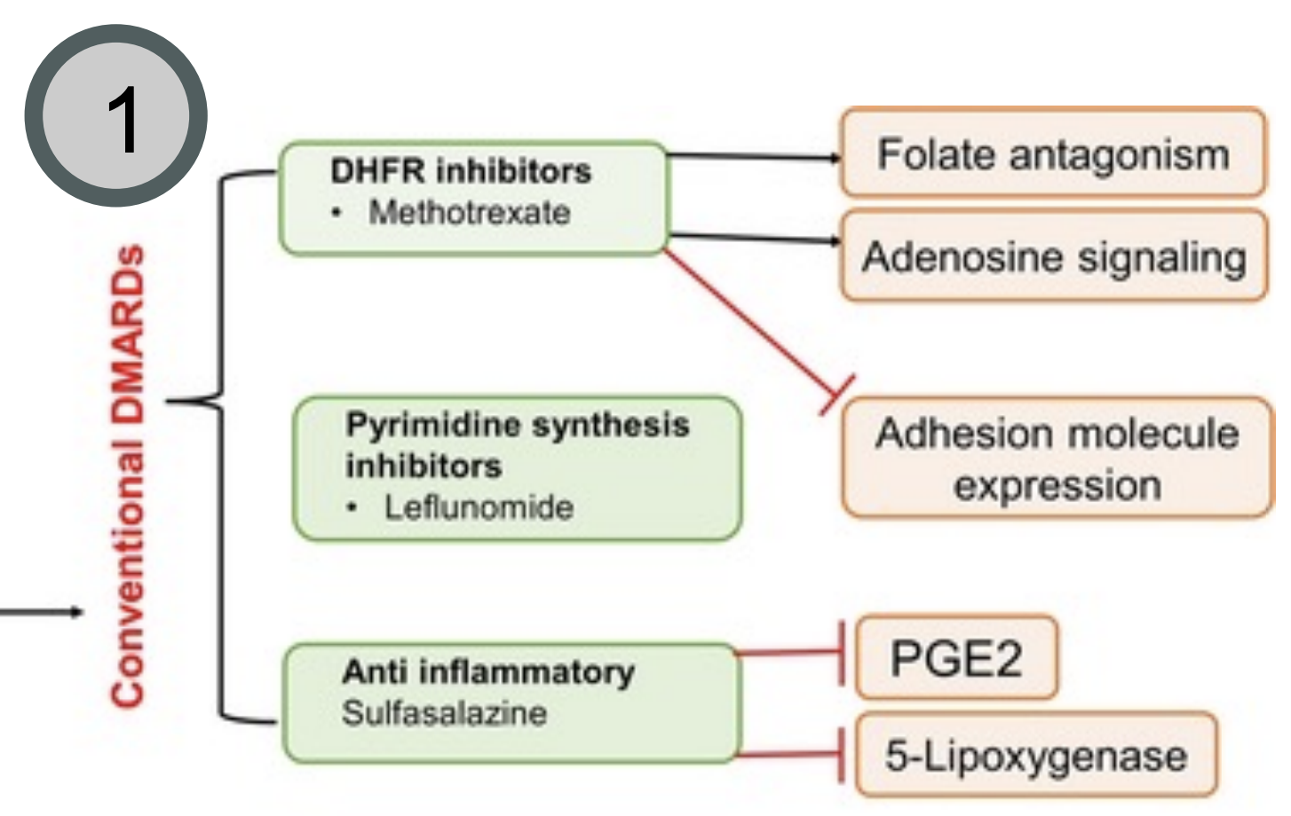 <ul><li><p>Agents that broadly modulate immune and inflammatory pathways associated with RA </p></li><li><p>Drugs: <strong>Methotrexate</strong> (main drug), Leflunomide, Sulfasalazine, Hydroxychloroquine</p></li><li><p>Used first line before or alongside <u>other DMARDs and/or JAKis</u>.</p></li></ul><p></p>