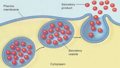 Membrane-bound sacs that transport and release proteins or other molecules out of the cell via exocytosis