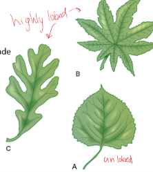 <p>undivided blade, could still be lobed or unlobed</p>