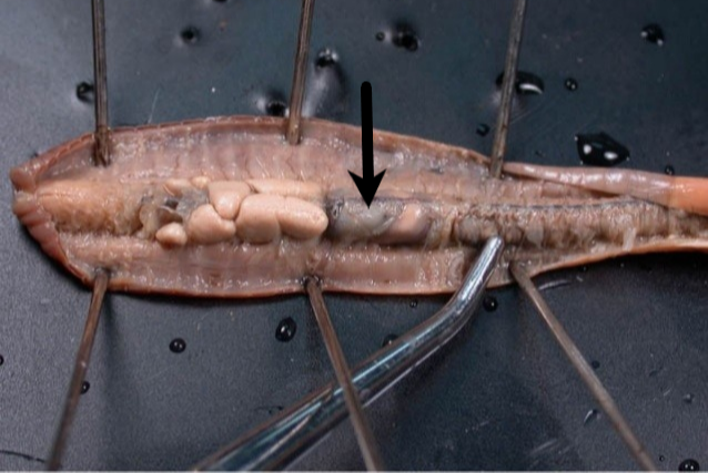 <p><span>Which structure is indicated by the arrow?</span></p>