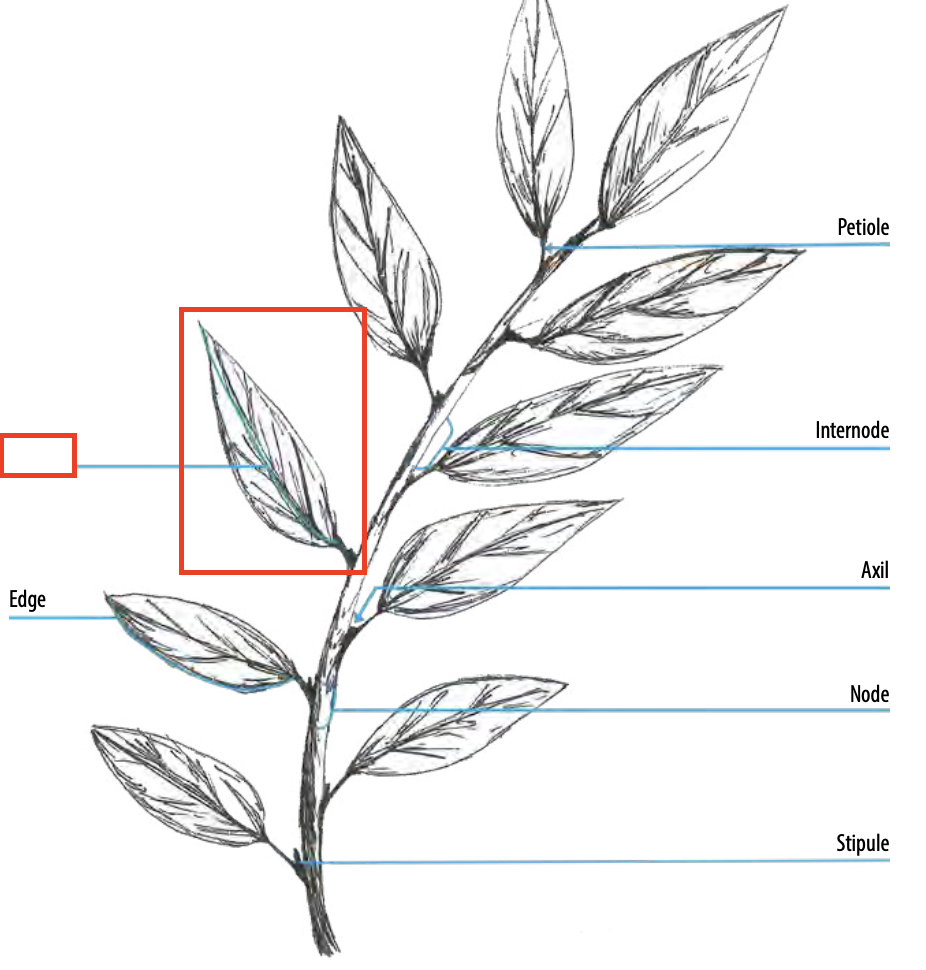 <ul><li><p><span><span>main vascular structure running through the center of a leaf (primary vein)</span></span></p></li></ul><p></p>