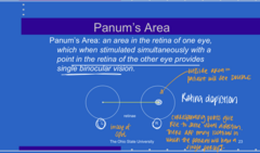 <p>What does Panum's area allow for?</p>