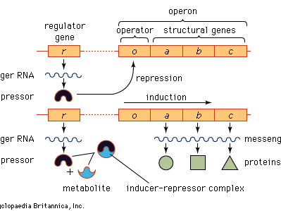<p>Operon</p>