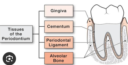 <p>Surrounding supporting structures of the teeth</p>