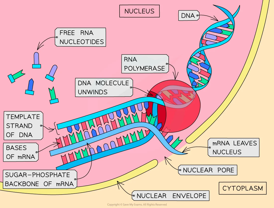<ol><li><p>DNA helicase unwinds the DNA double helix</p></li><li><p>Free RNA nucleotides pair complementarily with exposed bases on the antisense strand (A+U &amp; G+C)</p></li><li><p>As nucleotides are added, the DNA double helix rewinds behind it</p></li><li><p>RNA polymerase joins RNA nucleotides together, catalysing the formation of phosphodiester bonds</p></li><li><p>RNA polymerase detaches once stop codon is reached</p></li></ol><p></p>