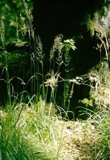 <p>Stora slaka bladtuvor. Ett borst per småax, hår innanför skärmfjäll. Hårtussar under blad vid slidan, snärp uppåtpekande. </p>