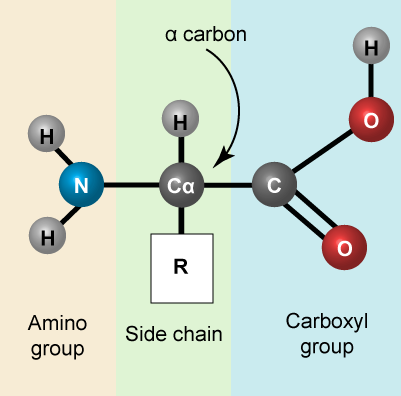 <p>The variable side chain, also universally known as the R-group, is the functional group that gives each amino acid its unique chemical properties (such as being polar, nonpolar, hydrophobic, or hydrophilic)</p><p>R-groups can be:</p><ul><li><p>Nonpolar (hydrophobic)</p></li><li><p>Polar</p></li><li><p>Positive charged</p></li><li><p>Negative charged</p></li><li><p>Nonpolar aromatic (rings)</p></li></ul><p></p>