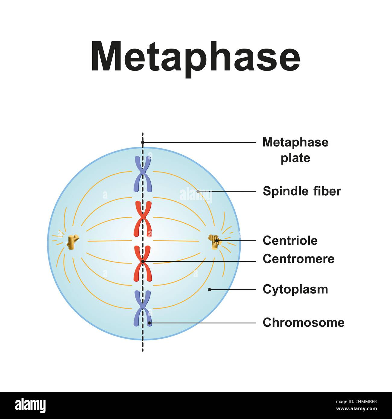 <ul><li><p>The centromere-kinetochore complexes align in the equator of the cell</p></li></ul><p></p>