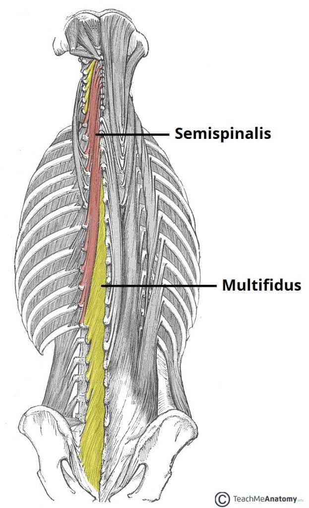 <p><strong>Spinous process</strong> of 3rd of 4th more <strong>superior vertebra</strong></p>