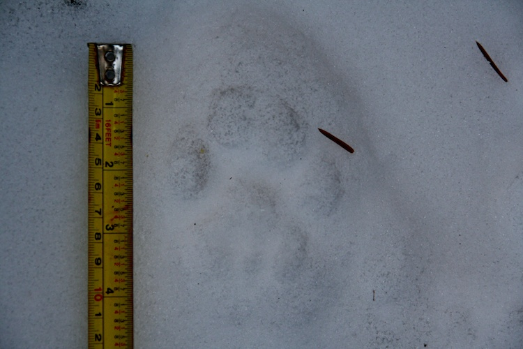 <p>Avg size: <strong>F:</strong> <strong>75-100 < M: 125-150 lbs.</strong> 6-ft long with tail.</p><p>Track L:<strong>~ 3.5</strong> in, W: <strong>4</strong> in. </p>