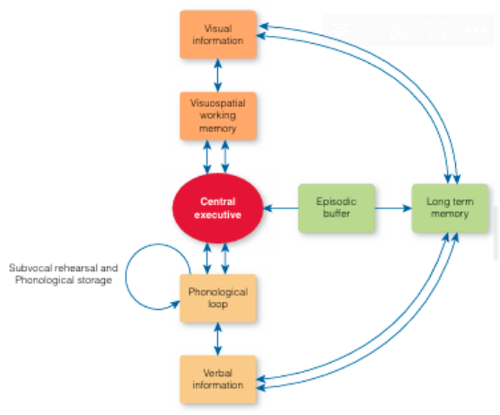 <ul><li><p><strong>視覺空間草圖板(visuospatial sketchpad)</strong></p></li><li><p><strong>音韻迴路(phonological loop)</strong></p></li><li><p><strong>中央執行系統(central executive)</strong></p></li><li><p><strong>情節緩衝器(episodic buffer)</strong></p></li><li><p><strong>Verbal information</strong></p></li></ul><p></p>