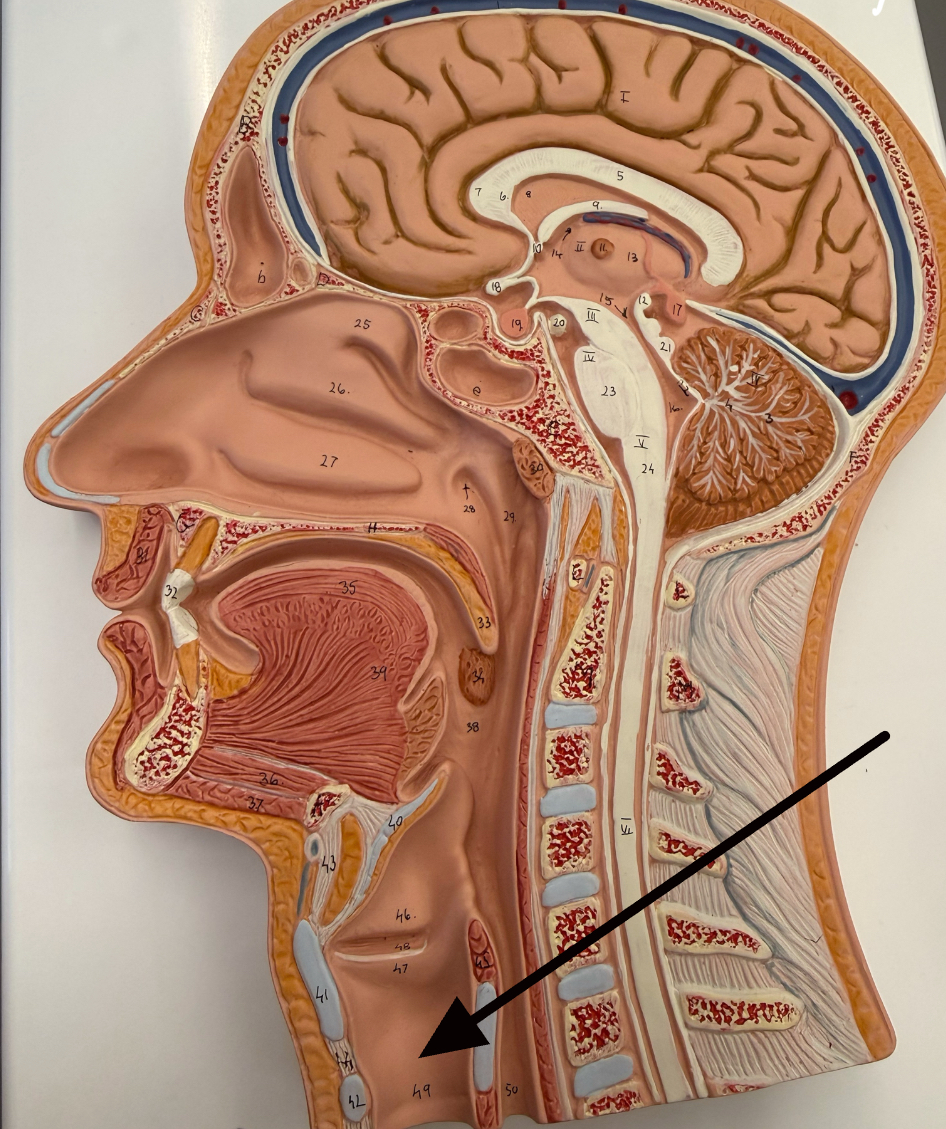 <p>a large membranous tube reinforced by rings of cartilage, extending from the larynx to the bronchial tubes and conveying air to and from the lungs; the windpipe.</p>