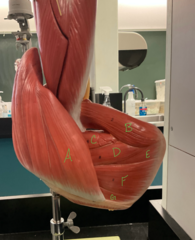 <p>teres major</p>
