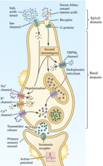 <p>Proteins involved in detecting different taste stimuli.</p>