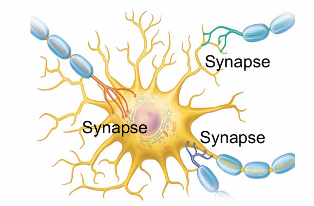 <ul><li><p>Synapses with another cell (neuron, muscle, or gland)</p></li></ul><p></p>