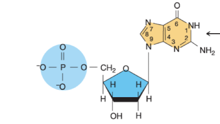 <p>What nucleotide is this?</p>