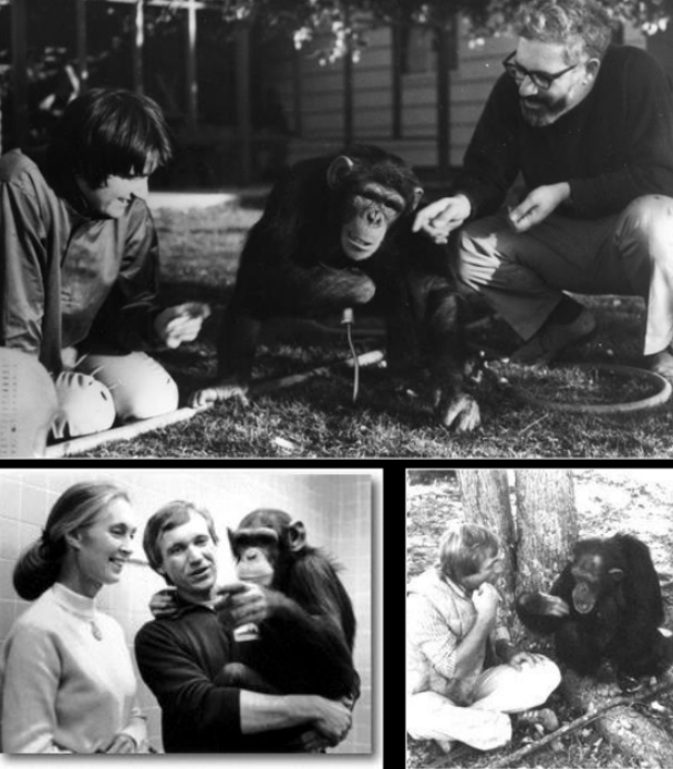 <p>Research studies that explore the ability of great apes to learn and use human language or symbols for communication.</p>
