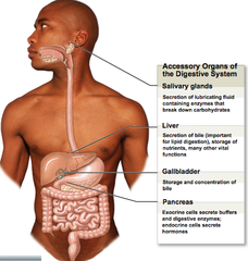 <p>-Liver</p><p>-Gallbladder</p><p>-Pancreas</p><p>-Spleen</p>