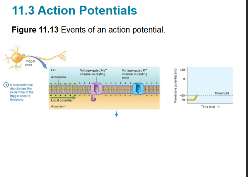 <p><span style="background-color: transparent;">&nbsp;Travel short distances,&nbsp; reversible, when a charge does not reach high enough to set off action potential</span></p>