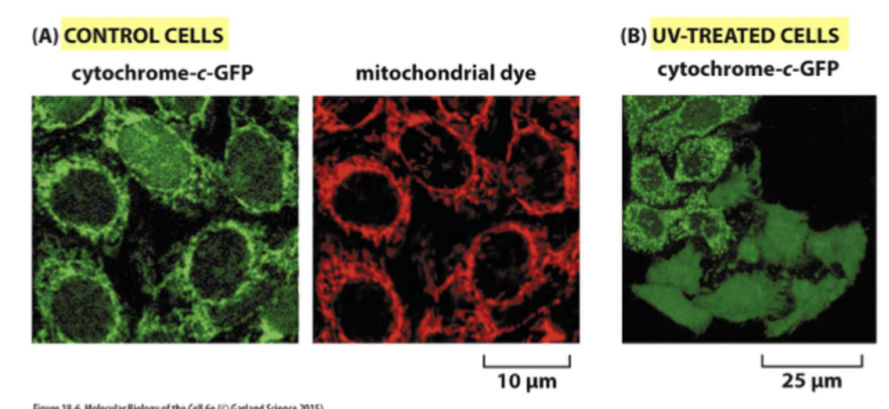 <p>Frigivelse af <strong>cytochrom c</strong> fra mitokondriets intermembranrum til cytosolen.</p>
