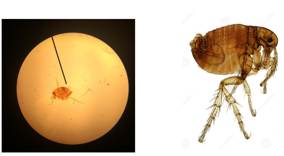 <p>Identifique e cite duas medidas de profilaxia</p>