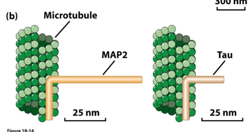<ol><li><p><strong>MAPs</strong> = stabilize MTs by binding along sides</p></li><li><p><strong>Tau</strong> = stabilize MTs by linking MTs → tightly bundled MTs</p><ol><li><p>Taiwan = country on a MAP</p></li></ol></li><li><p><strong>MAP-2</strong> = stabilize MTs by linking MTs → wider bundled MTs</p></li></ol><p></p>