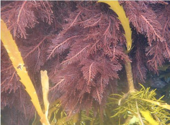 <p>Red algae (Rhodophyta)</p>