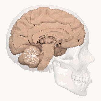 <p>tree structure on cerebellum, branches are white matter</p>