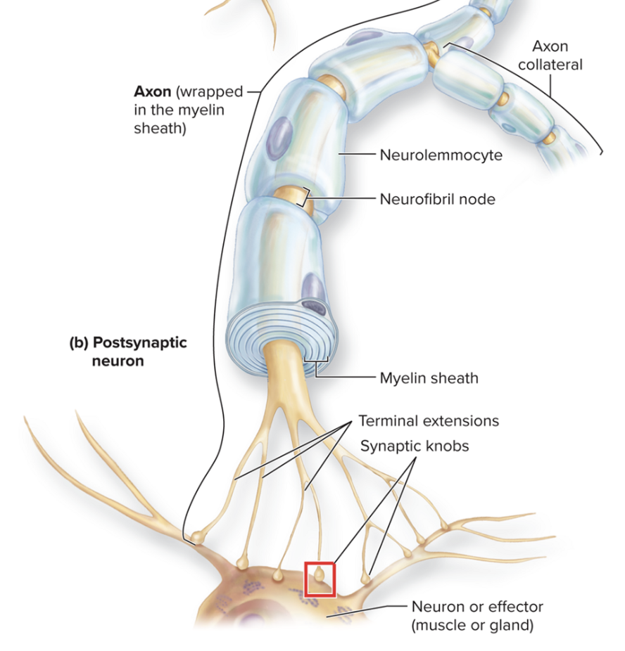 <p>The knob-like ending of an axon, responsible for converting electrical nerve impulses into chemical signals by releasing neurotransmitters to communicate with target cells </p>