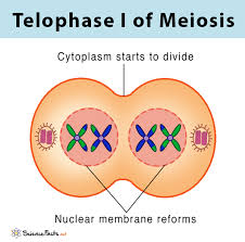 <p>Telophase and Cytokinesis 1</p>