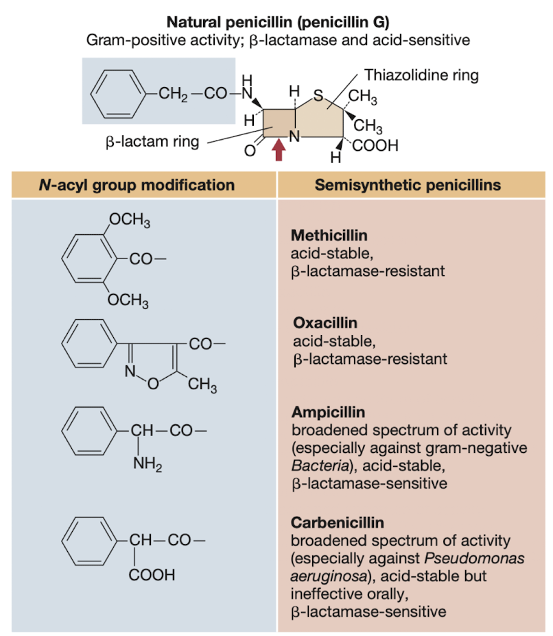 <p><strong>N-acyl group modification often </strong><span style="color: green;"><strong>enhances their antibacterial activity and stability. </strong></span></p>