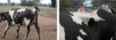 <p>- Partial or complete separation of the fibrocartilaginous joint surfaces</p><p>- Due to dystocia or milk fever</p><p>- Present with slight ataxia and weakness in the hind quarters, with slight knuckling of the fetlock or back (loin area) appears to be dropped and both tubercoxae are very pronounced</p><p>- Encourage rest and NSAIDs with salvage slaughter</p>