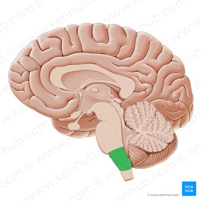 <p>what is the green portion</p>