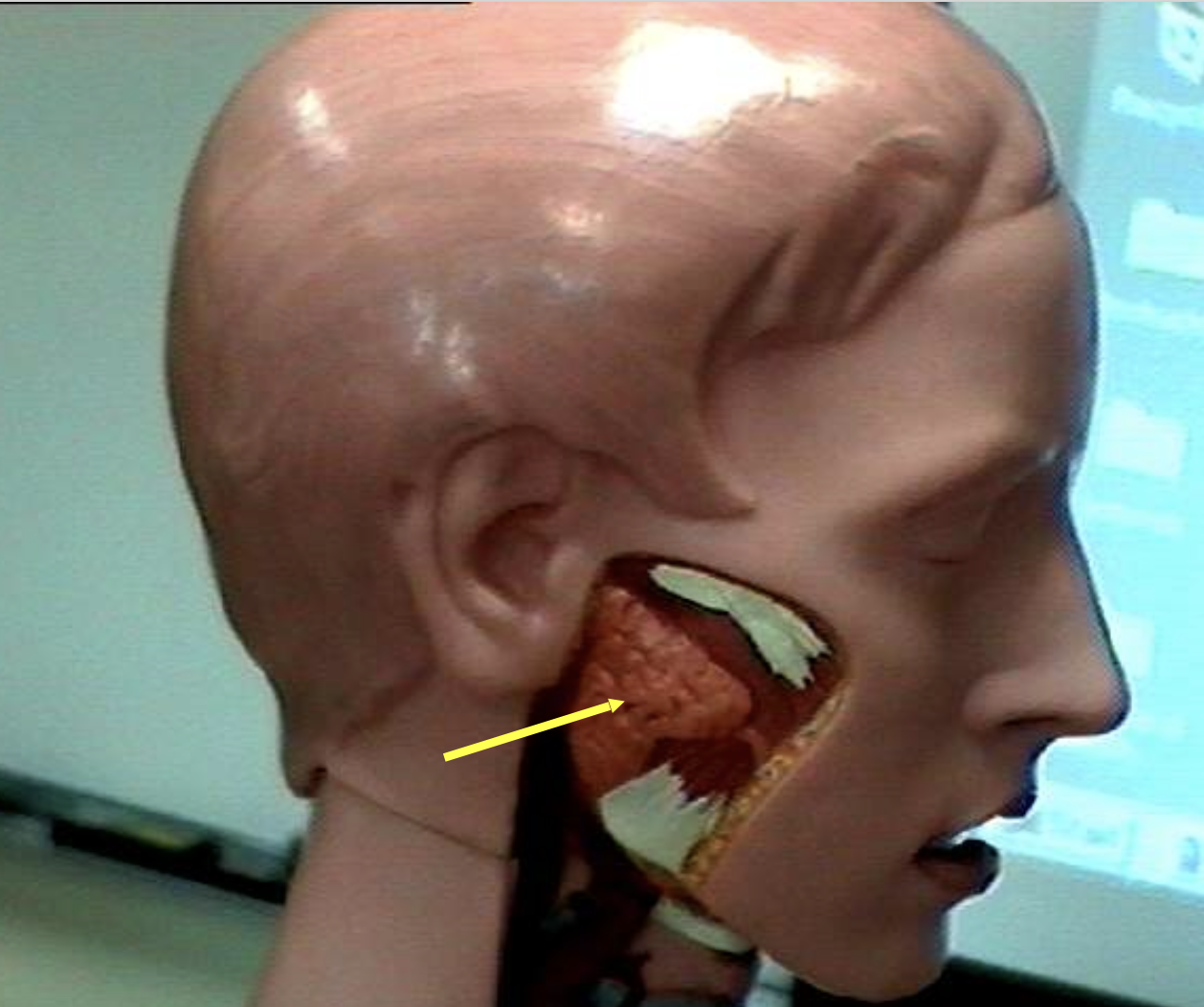 <p>Identify the organs of the digestive tract.</p>