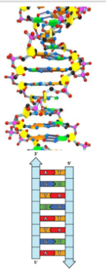 <ul><li><p><span style="background-color: transparent;">The chemical backbone of one strand is made up of alternating phosphate groups and sugar groups.- the line part is the backbone and the middle shapes are the bases</span></p></li><li><p><span style="background-color: transparent;">Attached to the backbone are the nitrogenous bases.&nbsp;&nbsp;</span></p></li><li><p><span style="background-color: transparent;">A and T are held together with 2 hydrogen bonds&nbsp;</span></p></li><li><p><span style="background-color: transparent;">C and G are bonded with 3 hydrogen bonds.</span></p></li></ul><p><span style="background-color: transparent;">This pairing is called <strong>complimentary base pairing</strong>- one must come with the other</span></p><ul><li><p><span style="background-color: transparent;">This ‘ladder’ shaped molecule is then ‘twisted’ to form the actual shape of the DNA molecule.&nbsp;</span></p></li><li><p><span style="background-color: transparent;">Since once half of the DNA molecule is a ‘complement’ to the other half, we can determine what the other half or strand looks like.</span></p></li></ul><p></p>