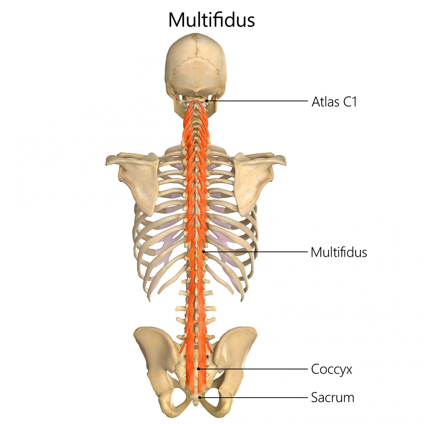 <p>A muscle of the transversospinales group, the multifidus stabilizes the vertebral column and assists in the rotation and extension of the spine. </p>