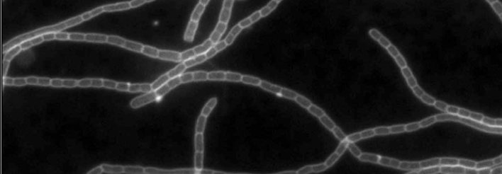 <p>what proteins are knocked out in this organism?</p>