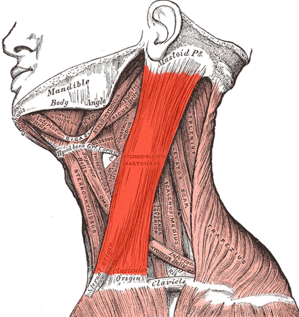 <p>Region:</p><p>Neck</p><p>Action:</p><p>Rotates head, flexes neck</p><p>Innervation:</p><p>Accessory Nerve (CN XI) </p>