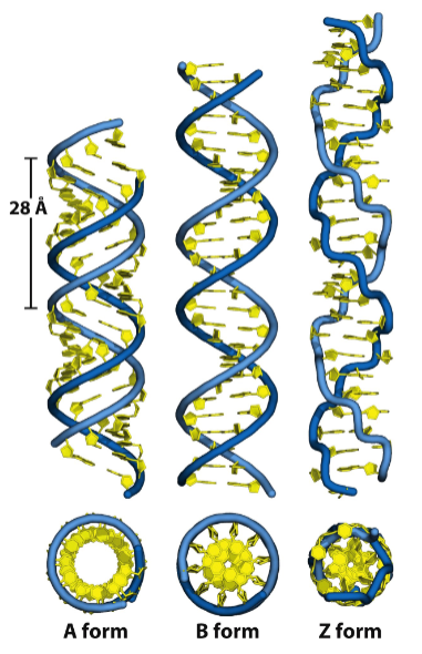 <table style="min-width: 75px;"><colgroup><col style="min-width: 25px;"><col style="min-width: 25px;"><col style="min-width: 25px;"></colgroup><tbody><tr><td colspan="1" rowspan="1" style="border-width: 1pt; border-style: solid; border-color: rgb(0, 0, 0); vertical-align: top; padding: 5pt; overflow: hidden; overflow-wrap: break-word;"><p><span style="background-color: transparent;"><strong><u>A Form DNA:</u></strong></span></p></td><td colspan="1" rowspan="1" style="border-width: 1pt; border-style: solid; border-color: rgb(0, 0, 0); vertical-align: top; padding: 5pt; overflow: hidden; overflow-wrap: break-word;"><p><span style="background-color: transparent;"><strong><u>B Form DNA:</u></strong></span></p></td><td colspan="1" rowspan="1" style="border-width: 1pt; border-style: solid; border-color: rgb(0, 0, 0); vertical-align: top; padding: 5pt; overflow: hidden; overflow-wrap: break-word;"><p><span style="background-color: transparent;"><strong><u>Z Form Helix:</u></strong></span></p></td></tr><tr><td colspan="1" rowspan="1" style="border-width: 1pt; border-style: solid; border-color: rgb(0, 0, 0); vertical-align: top; padding: 5pt; overflow: hidden; overflow-wrap: break-word;"><p><span style="background-color: transparent;">• DNA-RNA, RNA-</span></p><p><span style="background-color: transparent;">RNA helix</span></p><p><span style="background-color: transparent;">• found in solution</span></p><p><span style="background-color: transparent;">• 11 bp per turn</span></p><p><span style="background-color: transparent;">• right-handed</span></p></td><td colspan="1" rowspan="1" style="border-width: 1pt; border-style: solid; border-color: rgb(0, 0, 0); vertical-align: top; padding: 5pt; overflow: hidden; overflow-wrap: break-word;"><p><span style="background-color: transparent;">• most stable</span></p><p><span style="background-color: transparent;">• found in solution</span></p><p><span style="background-color: transparent;">• 10.5 bp per turn</span></p><p><span style="background-color: transparent;">• right-handed</span></p></td><td colspan="1" rowspan="1" style="border-width: 1pt; border-style: solid; border-color: rgb(0, 0, 0); vertical-align: top; padding: 5pt; overflow: hidden; overflow-wrap: break-word;"><p><span style="background-color: transparent;">• left-handed</span></p></td></tr></tbody></table><p></p>