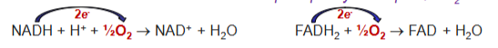 <p>“ATPs per oxygen” or ATP/1/2O2</p><p>-The number of ATP formed in oxidative phosphorylation per two electrons flowing through the electron-transport chain</p><p>-The number of ATP formed in oxidative phosphorylation per ½ O2 reduced</p>