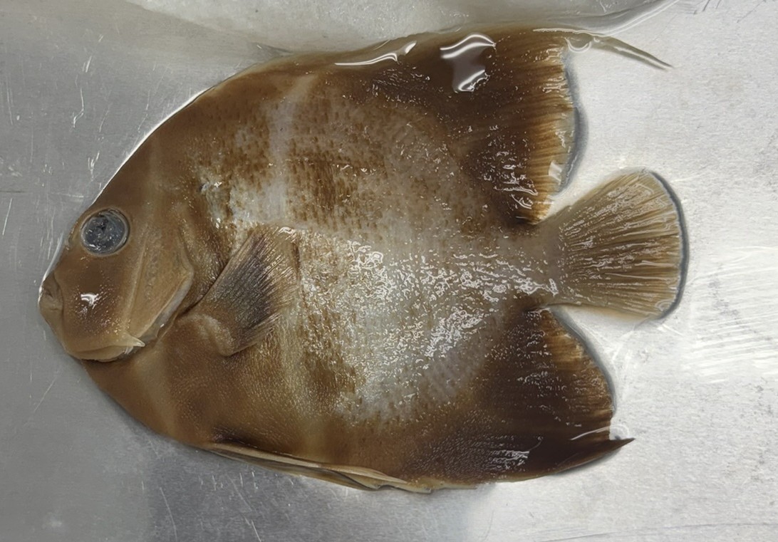 <p>Family Pomacanthidae (angelfishes) - <em>Pomacanthus paru</em></p>