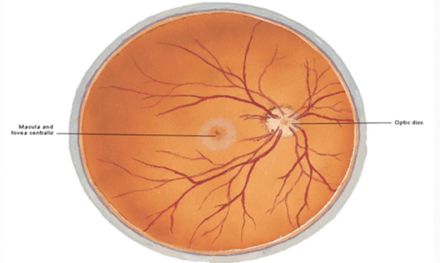 <p>What is the macula of the retina specialized for?</p>
