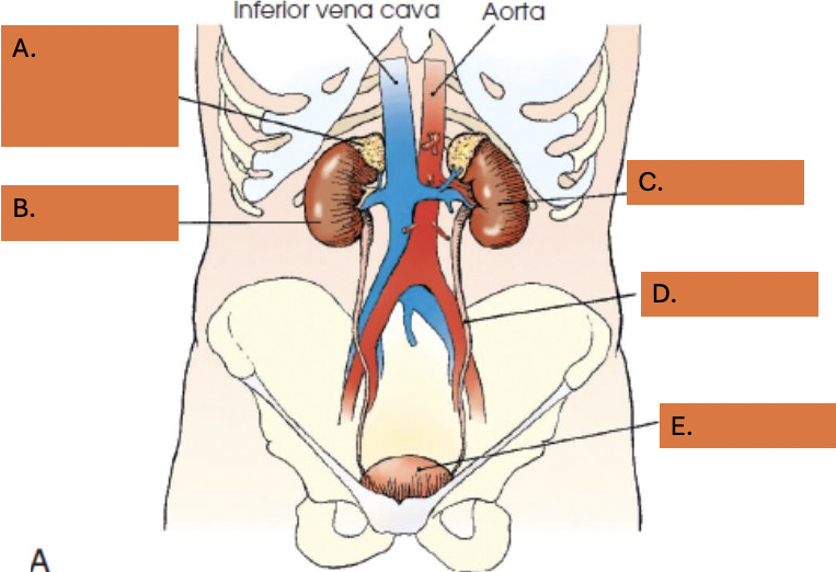 <p>what is part c</p>