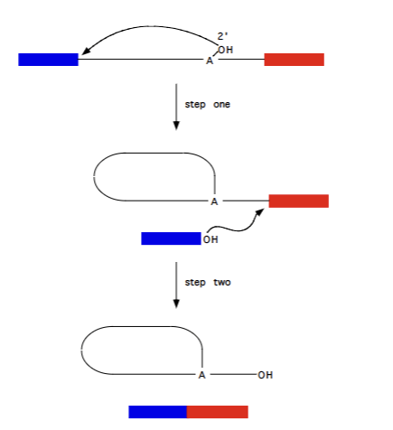 <p>pre-RNA of fungal and plant mitochondria, as well as majority of chloroplast introns. Require <strong>Mg<sup>2+</sup></strong><sub><sup> </sup></sub>, no cofactor. Procedes via formation of lariat structure (lasso = RNA attacking itself to release 5’ exon, and then 5’ exon attacking to connect wtih 3’ exon, releasing intron in lasso shape). <strong>Reversible </strong>(somewhat)</p>