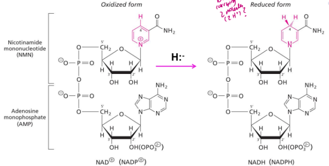 <p>NAD+ (NADP+) is the oxidized form and when you remove H.. (-) you get the reduced form which is NADH (NADPH)</p><ul><li><p>its a high energy molecule bc its carrying 2 electrons </p></li></ul><p></p>