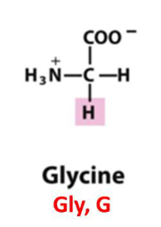 <p>Gly, G, Nonpolar Aliphatic R Group</p>