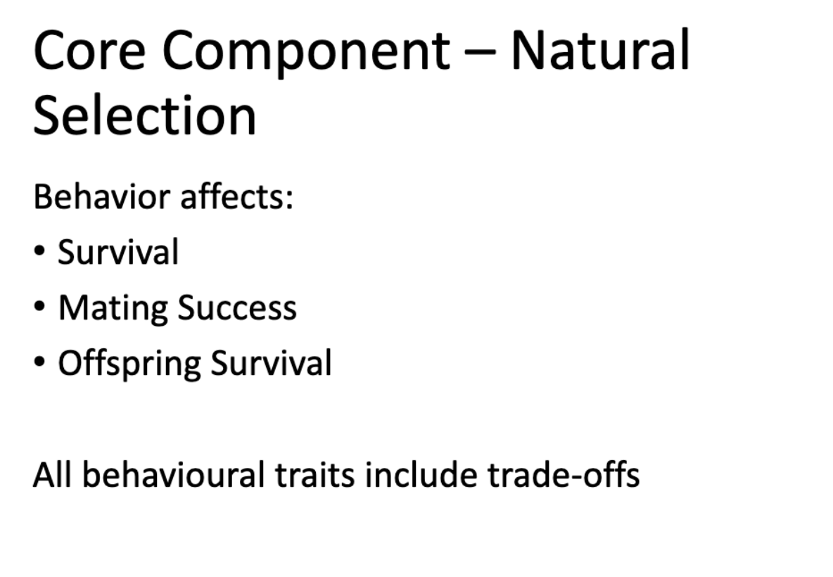 <p>natural selection!</p><p>-behavior effects: survival, mating success, offspring survival, etc.</p><p>Cost-Benefit thinking! </p><p>-Behavior can increase fitness: Feeding vs vigilance, mating effort vs parental care, hibernating vs eating all year, etc. </p><p>Ecological context! </p><p>-Behavior depends on: resource distribution, predation risk,  food selection/availability, climate, population density, social environment, etc. </p><p>Trade-offs! </p><p>-optimality theory (no behavior is free): current vs future reproduction, quantity vs quality of offspring, growth vs reproduction </p><p>Social behavior and sexual selection!</p><p>-Mating systems: cooperation, altruism, conflict</p><p>-Sexual selection: mate choice, competition, ornamentation, courtship</p><p>-Ecology influences: operational sex ration, mating systems, parental care patterns </p>